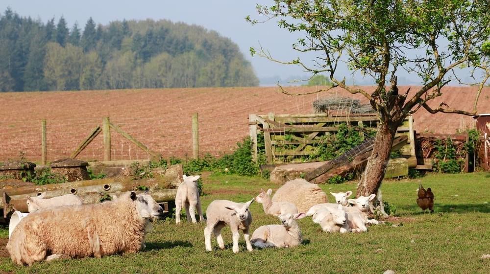 Huntlands Farm * Bromyard
